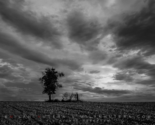 Dramatic, late afternoon storm engulfs an interesting tree formation – one of them cut down and one still standing.