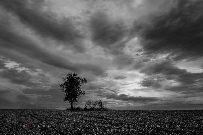 In The Eye Of The Storm Dramatic, late afternoon storm engulfs an interesting tree formation – one of them cut down and one still standing.