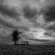 Dramatic, late afternoon storm engulfs an interesting tree formation – one of them cut down and one still standing.