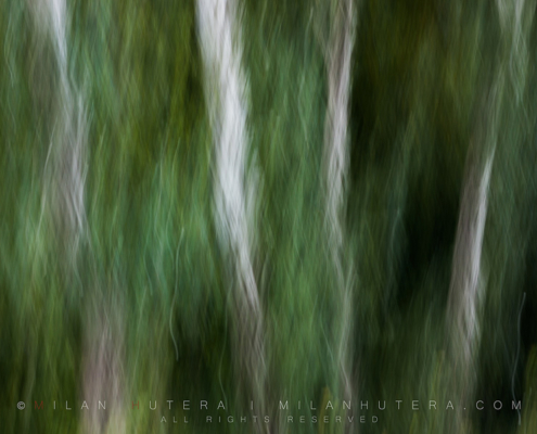 The pale bark of trees and motion blur of the camera create an abstract photo resemling ghostly figures standing on the edge of forest.