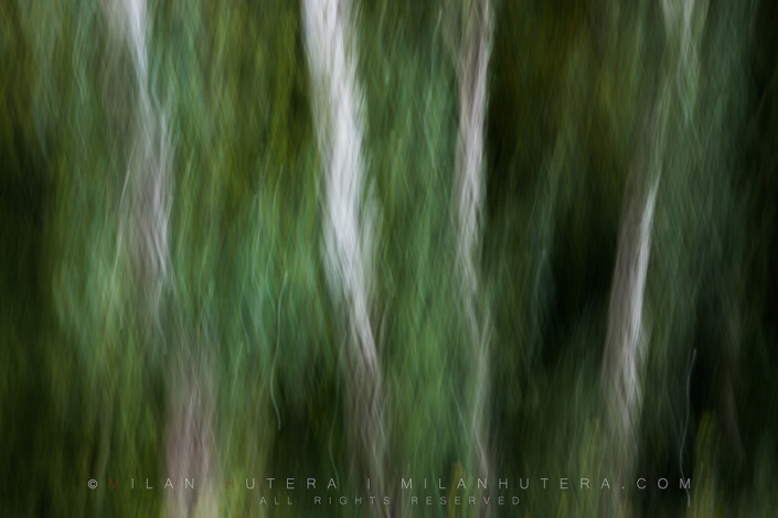 Ghosts of Forest The pale bark of trees and motion blur of the camera create an abstract photo resemling ghostly figures standing on the edge of forest.
