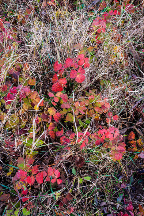 Last Signs of Fall The small, colorful leaves are one of the last signs of the fall season. The cold winter awaits...
