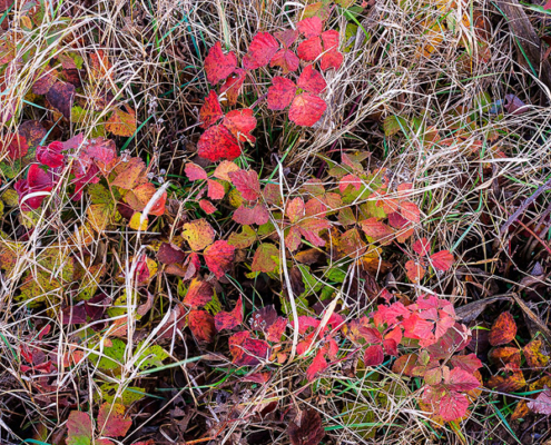 The small, colorful leaves are one of the last signs of the fall season. The cold winter awaits...