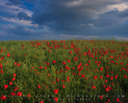 A sea of poppies in the evening light.