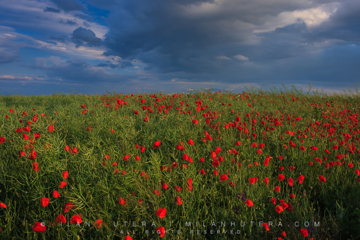 Poppies A sea of poppies in the evening light.
