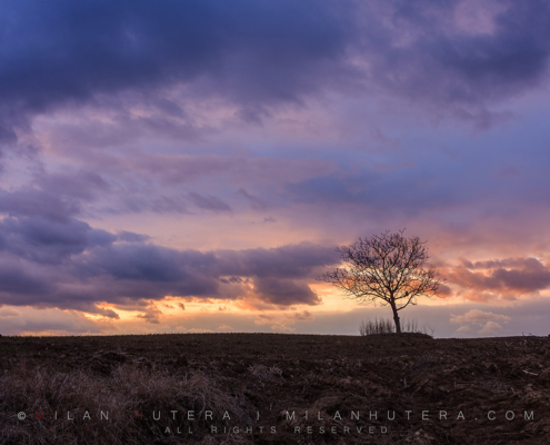 Heavy purple clouds form a ring around a lonely, leafless tree in the early spring evening.