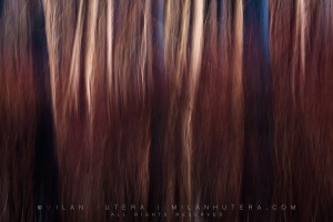 Small stream of light enters a dark, winter forest. This is a particular favorite of mine because of the earthy, brown tones created by the snow-less forest floor and a late evening Sun.