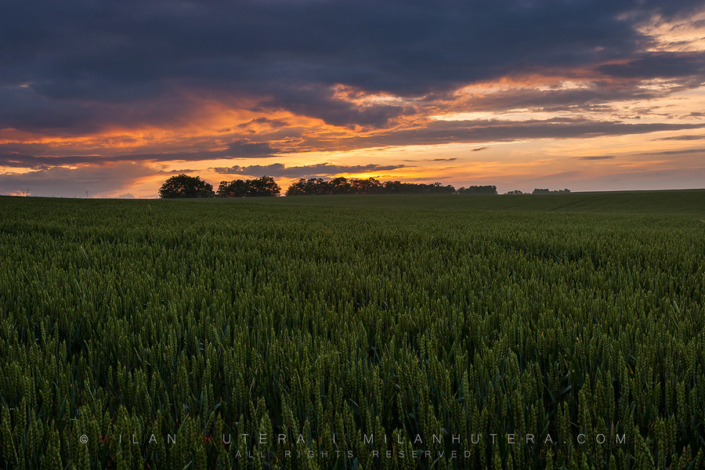 Calm Fields