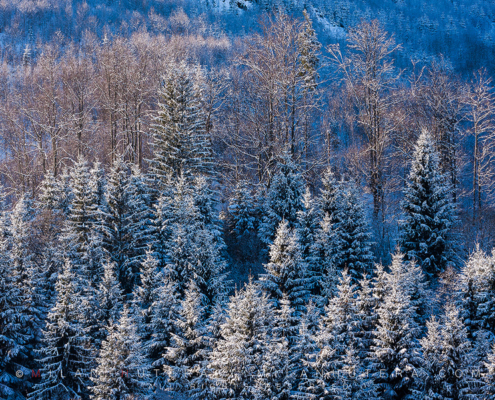 Last rays of light of the last day of the year 2010 illuminate this small grove of trees covered in snow.