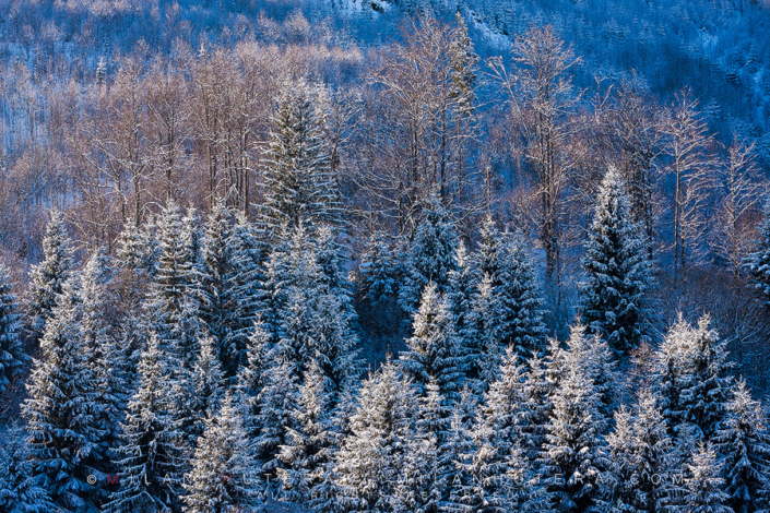 Enchanted Grove Last rays of light of the last day of the year 2010 illuminate this small grove of trees covered in snow.