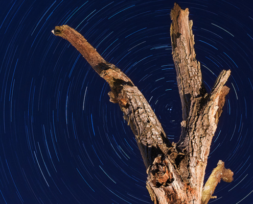 An hour-long star trail capture and three branches of an old tree. The flashlight was used to illuminate the trunk and branches.