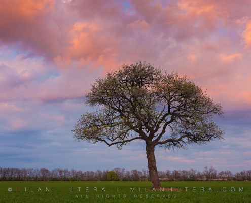 A lone, blooming tree in the middle of a field with some stormy clouds showing nice evening colors.