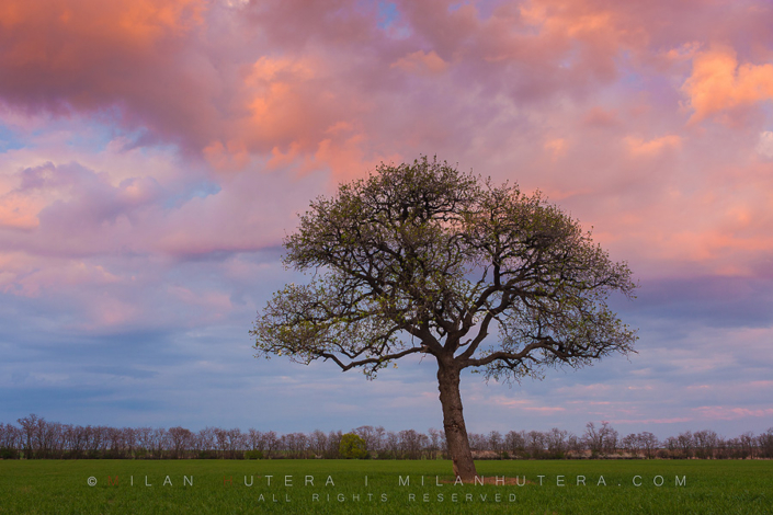Blooming Tree, Stormy Evening A lone, blooming tree in the middle of a field with some stormy clouds showing nice evening colors.