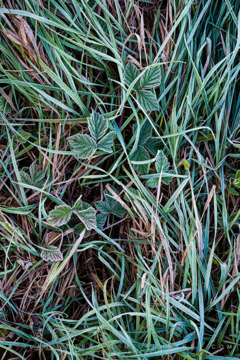 Gentle Frosting A handful of frozen leaves hiding in the tall grass on a cold, autumn morning.