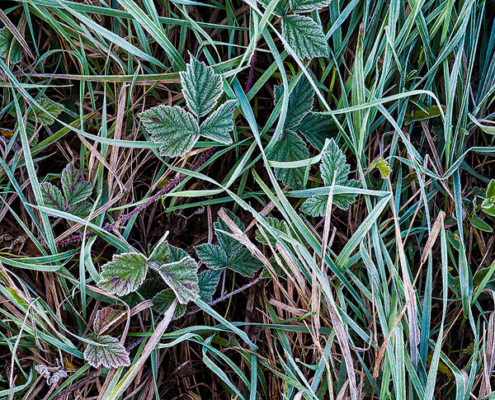 A handful of frozen leaves hiding in the tall grass on a cold, autumn morning.