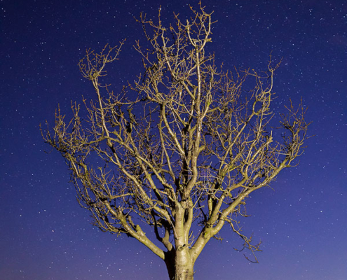 The last rays of setting Sun provided a beautiful blue color to the sky on the night of the new Moon. I only had a small window of oportunity to capture the twinkling stars against this beautiful color, just before the darkness took the reign over the sky. A LED flashlight was used to illuminate the tree.