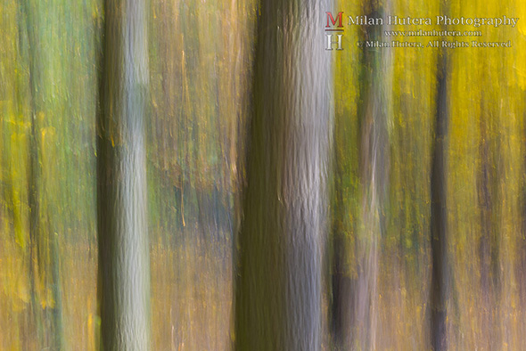 Forest Blur