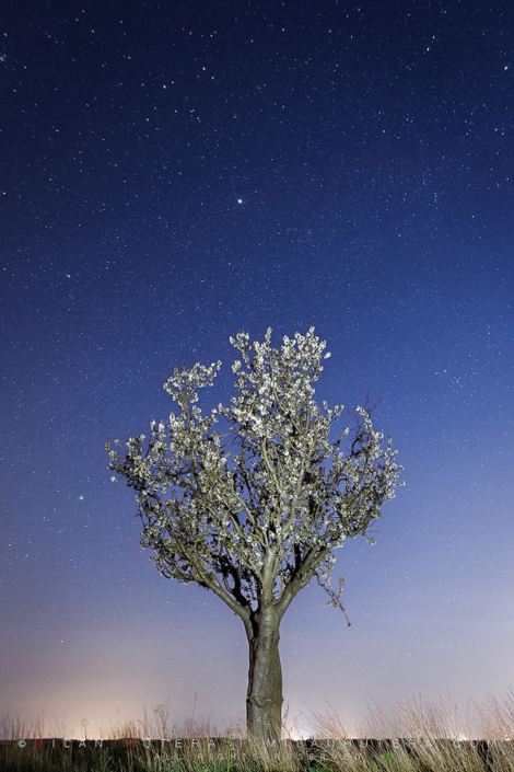 The Stars Are Blooming