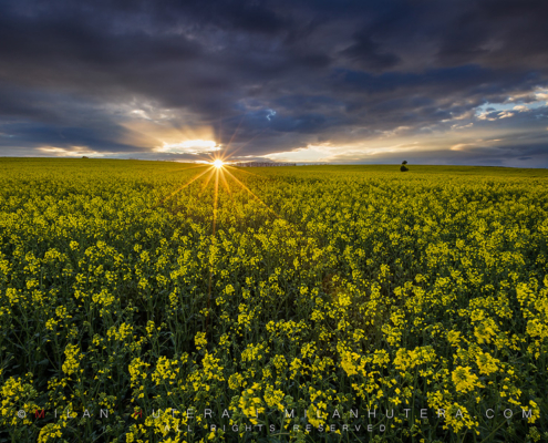 Very last sunrays of the stormy day fall on the rolling hills full of canola.