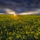 Very last sunrays of the stormy day fall on the rolling hills full of canola.