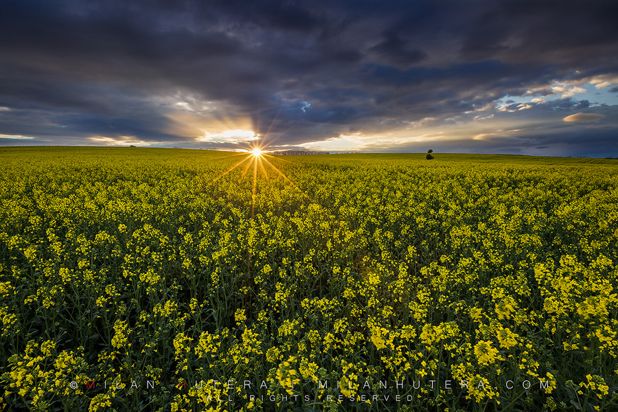 Very last sunrays of the stormy day fall on the rolling hills full of canola.