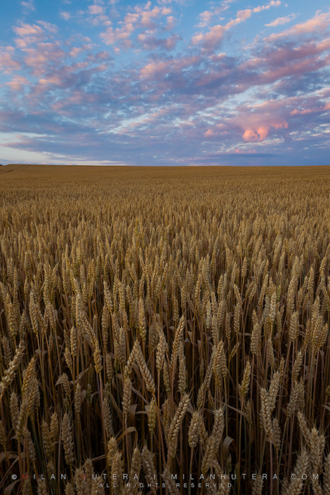 Resting Gold A calm june evening on the wheat field.