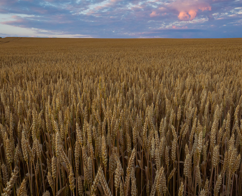 A calm june evening on the wheat field.