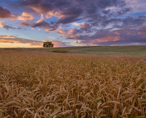 All-day long windy weather brought some amazing clouds and evening colors to the rolling hills covered with wheat.