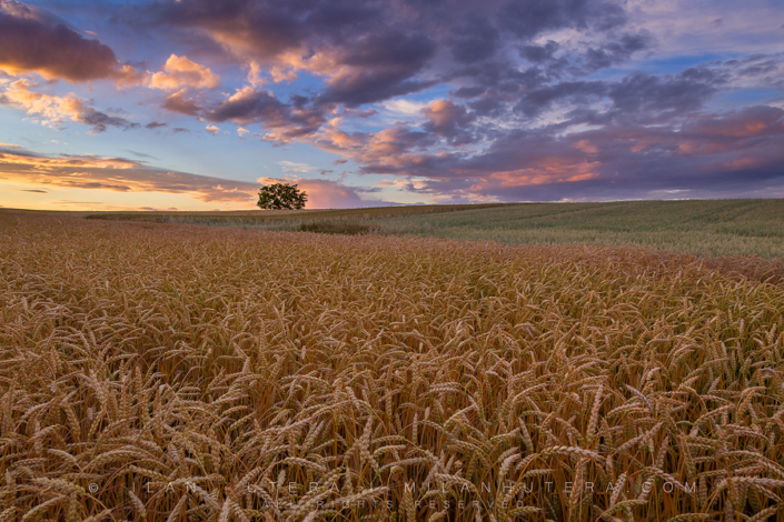 When The Wind Reigns All-day long windy weather brought some amazing clouds and evening colors to the rolling hills covered with wheat.