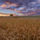 All-day long windy weather brought some amazing clouds and evening colors to the rolling hills covered with wheat.