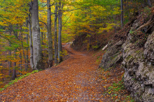 A beautiful forest road in Kvacany valley, Northern Slovakia , dressed in autumn colors.