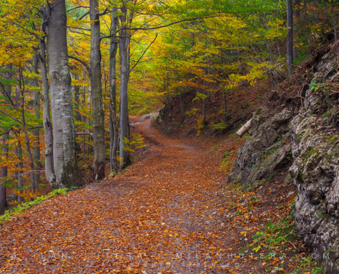 A beautiful forest road in Kvacany valley, Northern Slovakia , dressed in autumn colors.