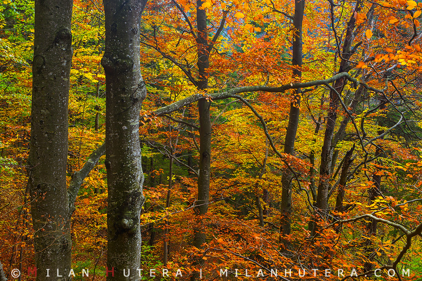 Peak of Fall, Kvacany Valley, Slovakia