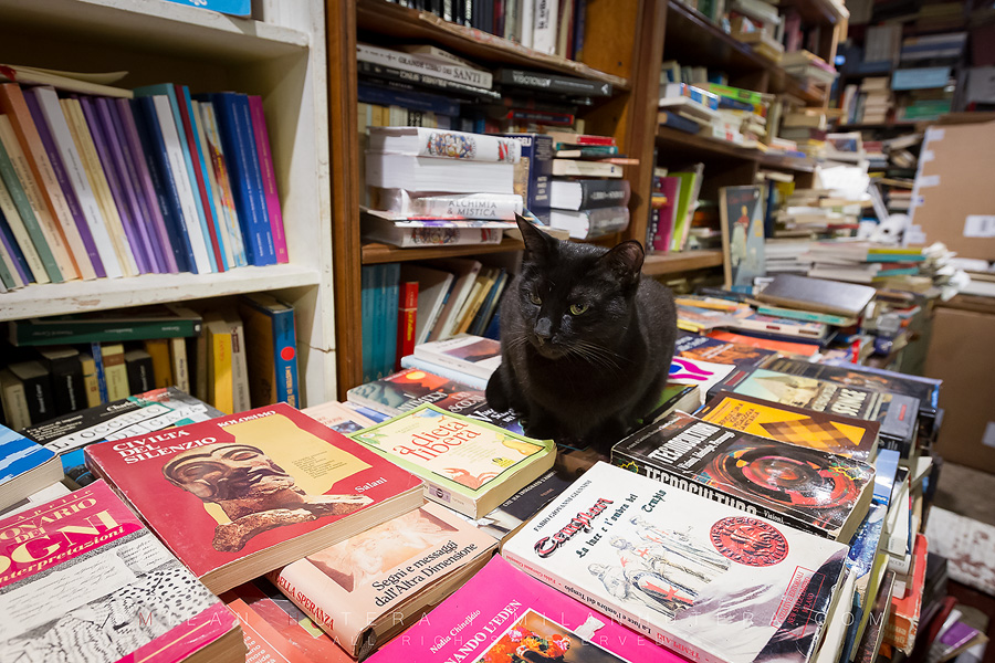 A black cat guards the books in the famous venetian bookstore.