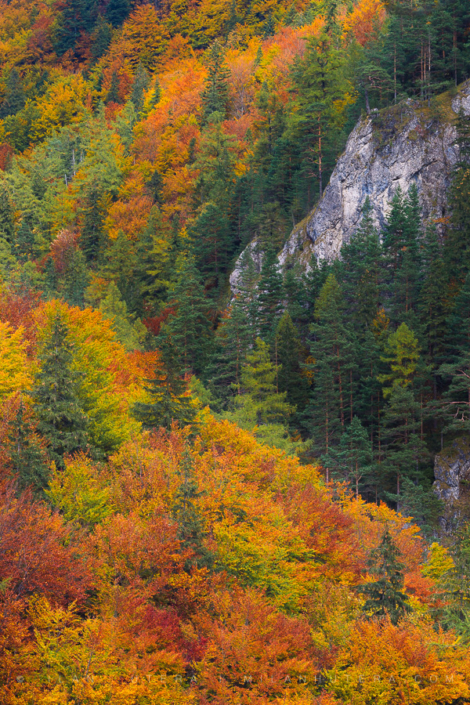 The Fall’s Palette