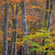 A brilliant display of fall colors at the heart of Kvacany valley, Slovakia. Some of the leaves are still green and create a nice color contrast against all the orange leaves around them.