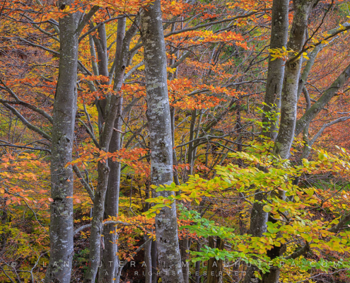 A brilliant display of fall colors at the heart of Kvacany valley, Slovakia. Some of the leaves are still green and create a nice color contrast against all the orange leaves around them.