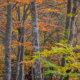 A brilliant display of fall colors at the heart of Kvacany valley, Slovakia. Some of the leaves are still green and create a nice color contrast against all the orange leaves around them.