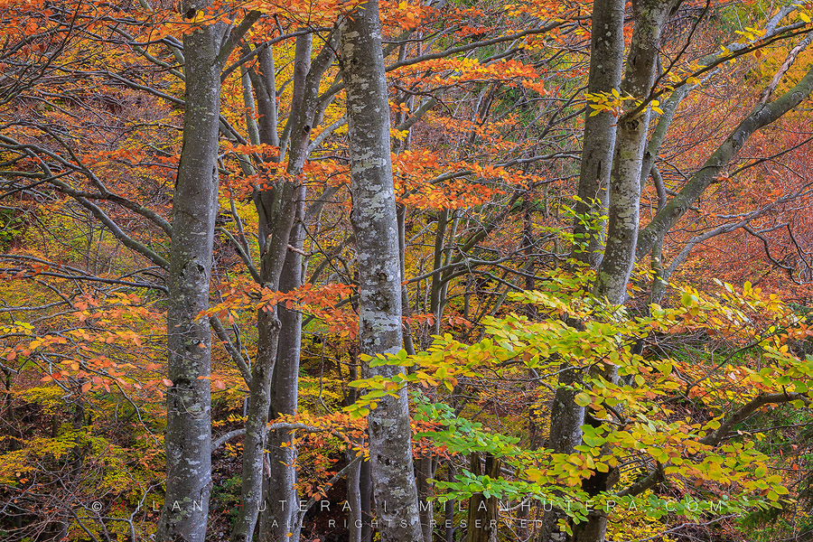 A brilliant display of fall colors at the heart of Kvacany valley, Slovakia. Some of the leaves are still green and create a nice color contrast against all the orange leaves around them.