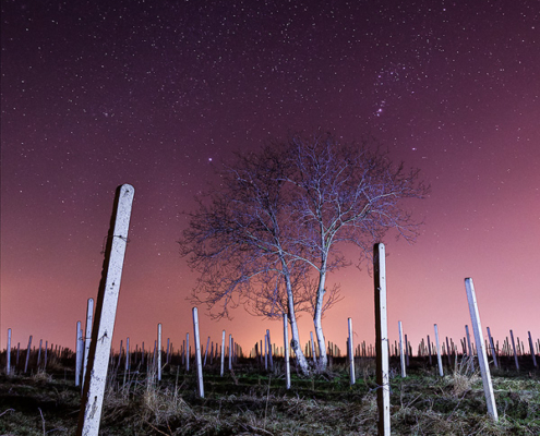 The Orion Constelation rises above the abandoned vineyard on a cold March evening. This photo also serves as a cautionary tale - the purple tones in the sky are caused by the lights of nearby towns. The top portion of the sky is completely black, as it should be at this late hour. Despite the severe light pollution, we can still enjoy a starry sky in the rural areas of our country. People living near or in big cities can only see the brightest stars or no stars at all. We should do everything possible to reduce light pollution and bring back the natural starry sky to as many people as possible.