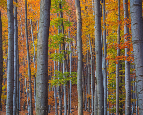 Soft, evening light streams into the beautiful forest in Little Carpathians (Malé Karpaty), Slovakia.