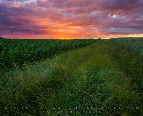 One of the most intense sunsets we've had in a long while. This narrow grassy road divides two small privately owned fields planted with corn and barley. The simplicity, textures and outstanding sky made me glad I went out that evening.