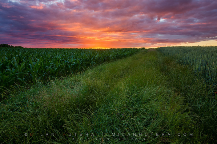 Path To Heaven One of the most intense sunsets we've had in a long while. This narrow grassy road divides two small privately owned fields planted with corn and barley. The simplicity, textures and outstanding sky made me glad I went out that evening.