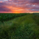 One of the most intense sunsets we've had in a long while. This narrow grassy road divides two small privately owned fields planted with corn and barley. The simplicity, textures and outstanding sky made me glad I went out that evening.