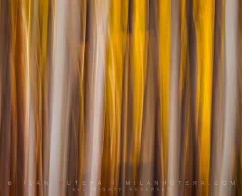 An obligatory forest abstract, created by panning the camera vertically. The autumn colors and late afternoon light created a beautiful yellow tones. Taken somewhere in Little Carpathians, Slovakia.