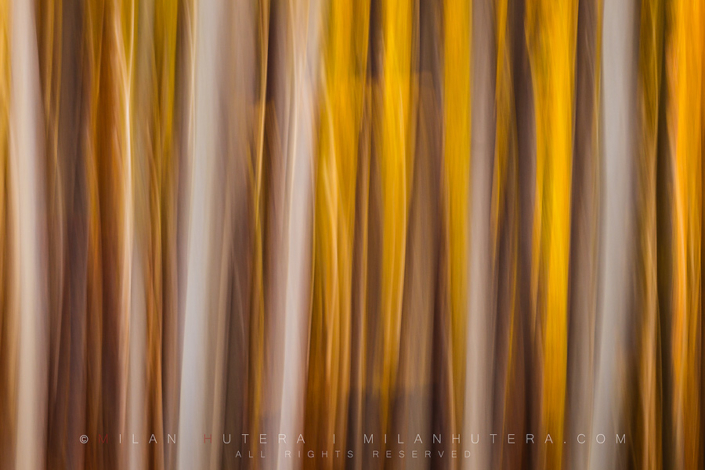 Autumnal Blur An obligatory forest abstract, created by panning the camera vertically. The autumn colors and late afternoon light created a beautiful yellow tones. Taken somewhere in Little Carpathians, Slovakia.