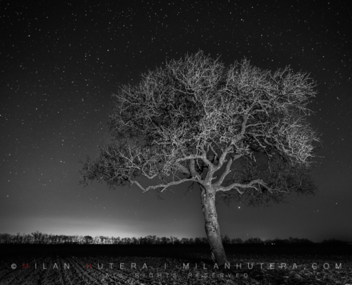 A monochrome rendition of a lone tree under the dark starry sky. A LED flash light was used to lightpaint the tree and foreground.