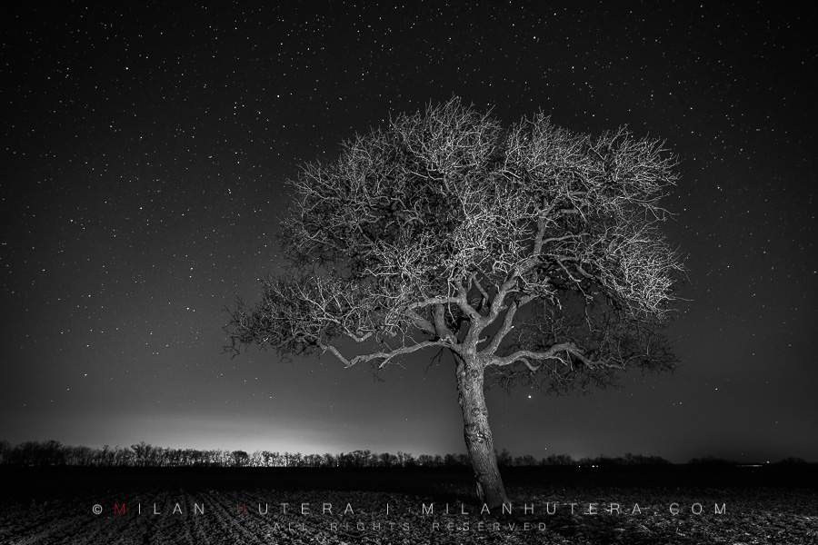 A monochrome rendition of a lone tree under the dark starry sky. A LED flash light was used to lightpaint the tree and foreground.