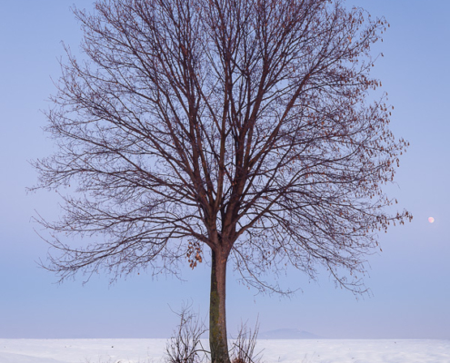 The winter is indeed coming, as the first snow of late autumn of 2017 covers the fields around the lone tree. A waxing gibbous moon hides in the Belt of Venus, just above the Earth's Shadow. Captured about 15 minutes after sunset.