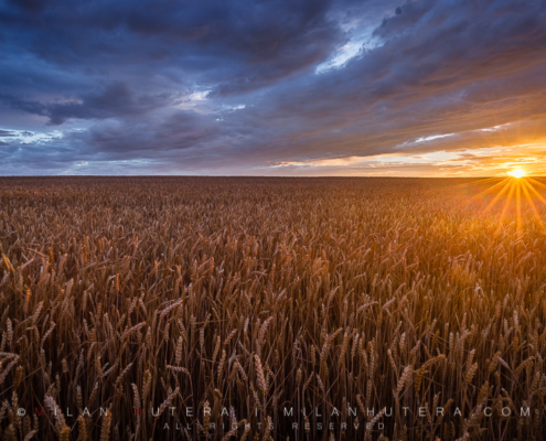 A rare wind-free moment of the Spring season of 2017 on the wheat field just before the Sun dips under the horizon.